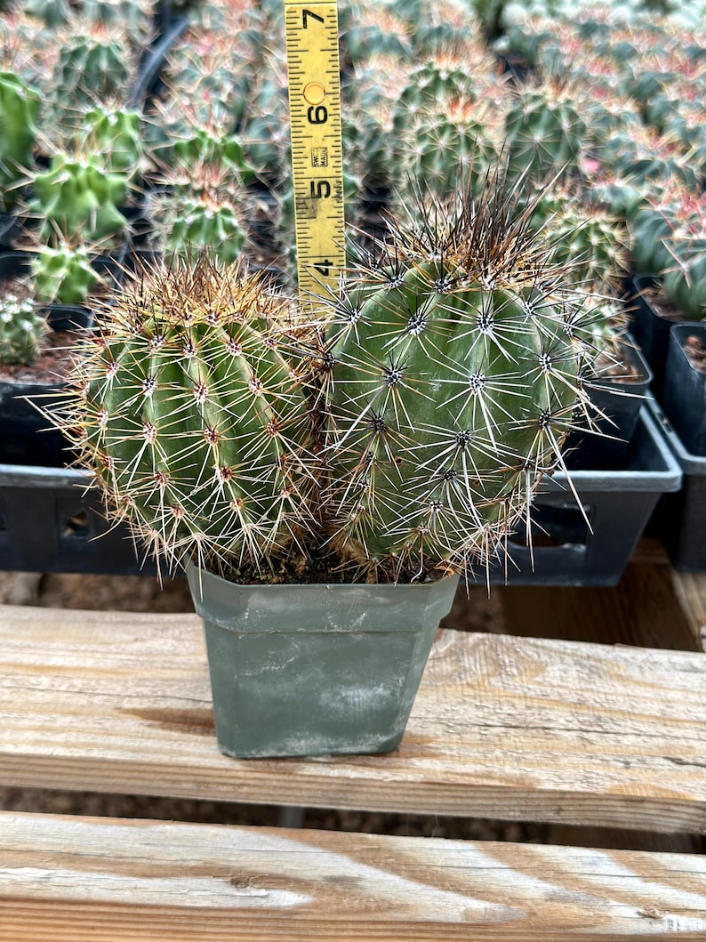 Puede incluir: Un cactus verde con dos tallos redondeados cubiertos de espinas afiladas, plantado en una maceta de pl&aacute;stico cuadrada. Una cinta m&eacute;trica amarilla est&aacute; colocada detr&aacute;s del cactus, mostrando una altura de unos 9 cent&iacute;metros desde la tierra.