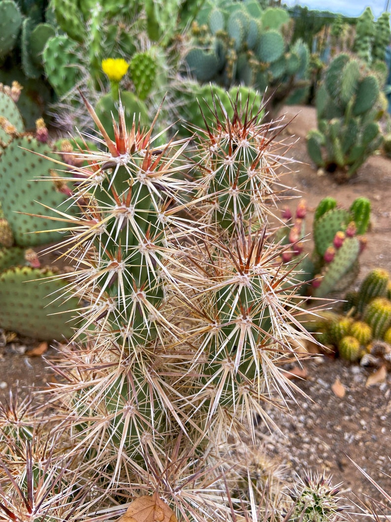 Grusonia Kunzei Club Cholla RARE Lengthy Wafer-Thin Triangular Mahogany Spines La Paz Valley Arizona Tall Creeping Devil Cactus image 1