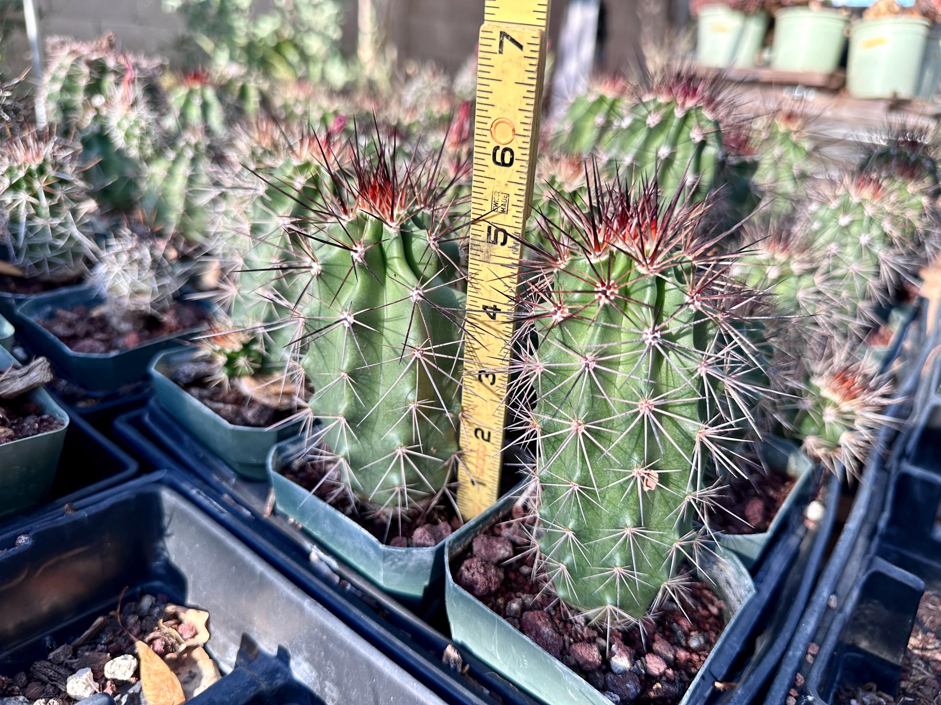 Scarlet Hedgehog Cactus (echinocereus Coccineus)  Seed-grown Ruby Red  Blooms - Etsy