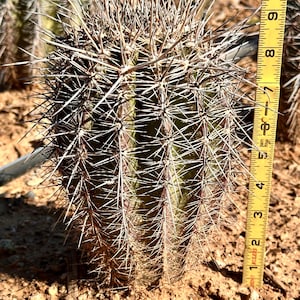 Puede incluir: Un cactus cil&iacute;ndrico de color verde con costillas verticales y espinas largas, afiladas y de color claro. Una cinta m&eacute;trica amarilla est&aacute; colocada verticalmente junto al cactus, mostrando una altura de unos 25,4 cm desde el suelo.