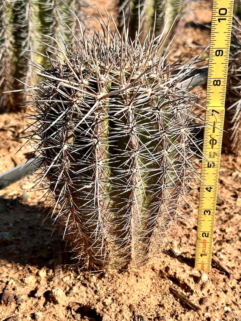 Puede incluir: Un cactus cil&iacute;ndrico de color verde con costillas verticales y espinas largas, afiladas y de color claro. Una cinta m&eacute;trica amarilla est&aacute; colocada verticalmente junto al cactus, mostrando una altura de unos 25,4 cm desde el suelo.