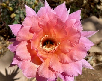Echinopsis (European Hybrid) Rooted Ruffled Pink Flowers Easter Lily Cactus Live Plant Succulent Decor Patio Garden Succulents