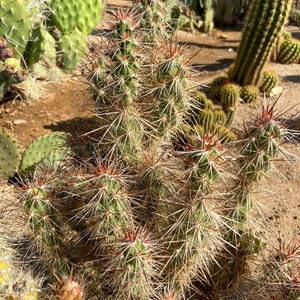 Grusonia Kunzei Club Cholla RARE Lengthy Wafer-Thin Triangular Mahogany Spines La Paz Valley Arizona Tall Creeping Devil Cactus image 3