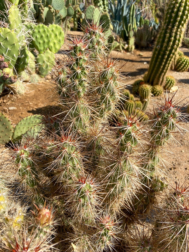 Grusonia Kunzei Club Cholla RARE Lengthy Wafer-Thin Triangular Mahogany Spines La Paz Valley Arizona Tall Creeping Devil Cactus image 3