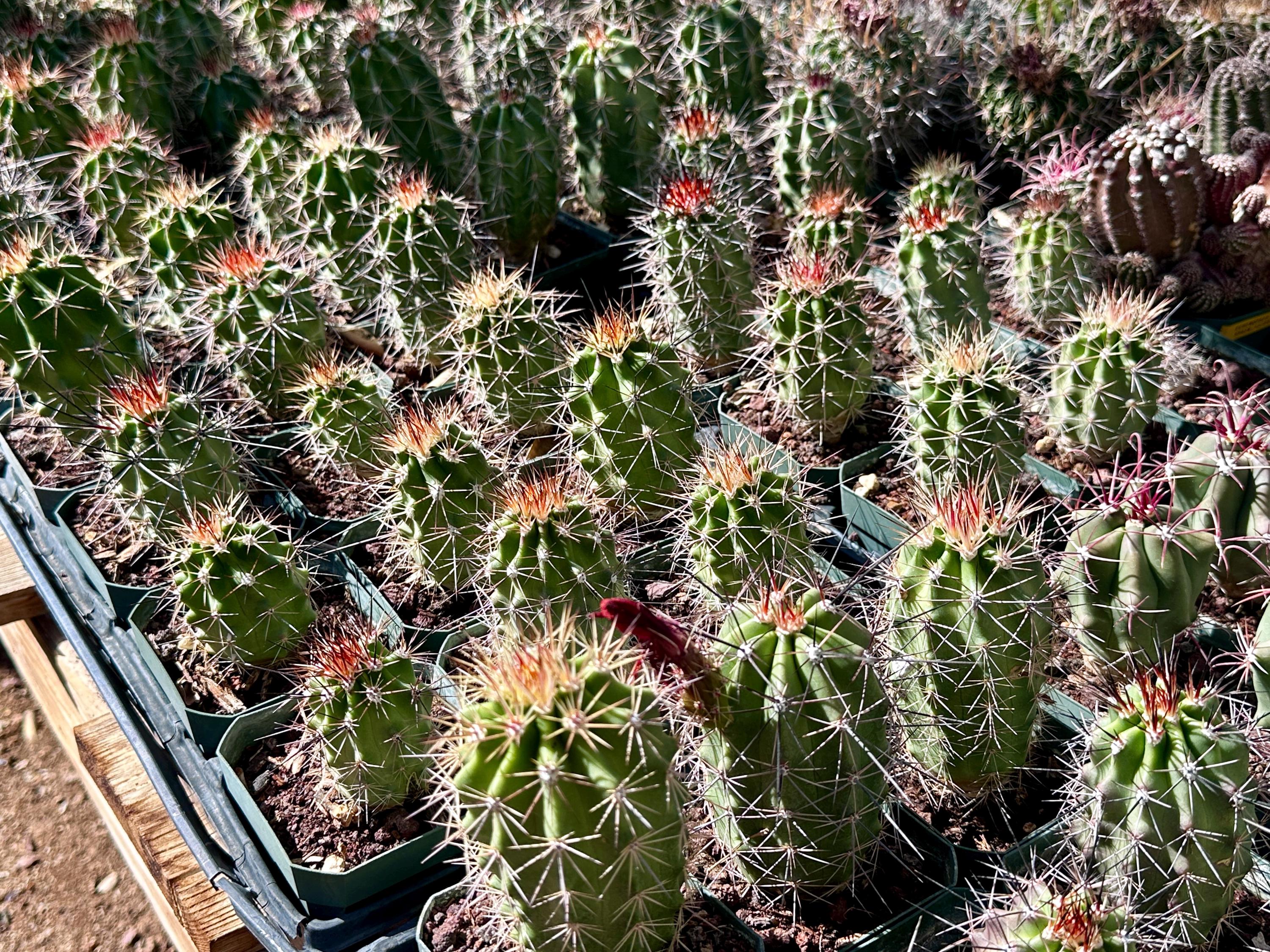 Scarlet Hedgehog Cactus Echinocereus Coccineus — Red Blooms, Cold