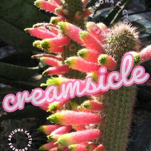 Creamsicle Cactus: Cleistocactus Ferrari - Hummingbird Magnet, Lipstick Pink Flowers