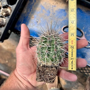 Puede incluir: Un peque&ntilde;o cactus verde con espinas afiladas y ra&iacute;ces expuestas, colocado junto a una cinta m&eacute;trica amarilla que indica una altura de aproximadamente 9 cent&iacute;metros desde la base de las ra&iacute;ces hasta la parte superior.