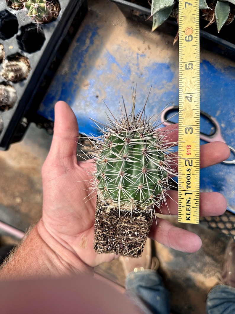 Puede incluir: Un peque&ntilde;o cactus verde con espinas afiladas y ra&iacute;ces expuestas, colocado junto a una cinta m&eacute;trica amarilla que indica una altura de aproximadamente 9 cent&iacute;metros desde la base de las ra&iacute;ces hasta la parte superior.