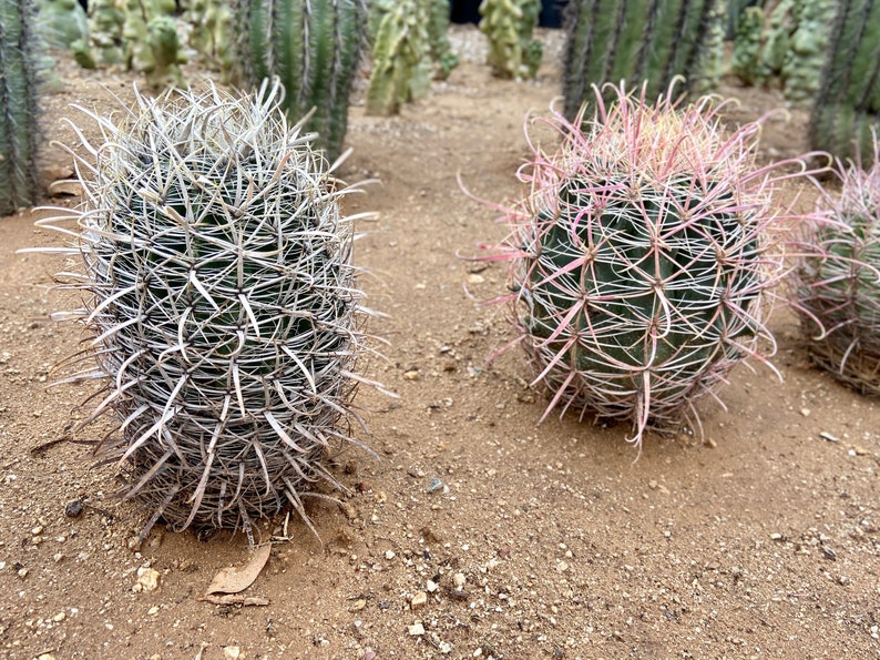 RARE Ferocactus Wislizeni var. Ajoensis Fish Hook Desert Barrel Candy Compass Barrel Cactus Orange Spring Flowers image 1