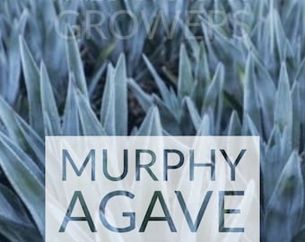 Agave Murpheyi (Desert Gray Color) Murphy Agave Hohokam Agave Sculptural Appeal Live Plant Desert Grown Sonoran Desert