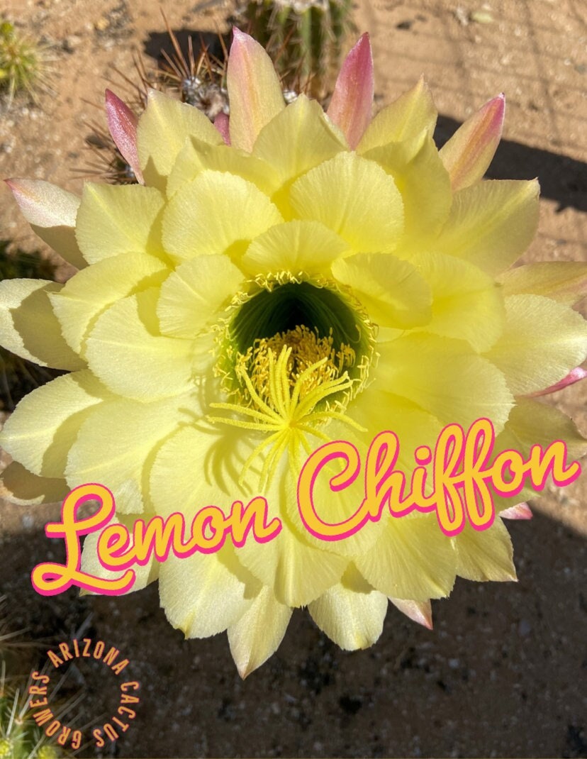Lemon Chiffon Cactus: Yellow Flowers, Cold Hardy Argentine Giant - Etsy