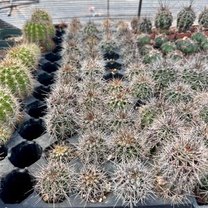 Puede incluir: Una colecci&oacute;n de peque&ntilde;os cactus verdes y redondos dispuestos en una bandeja de vivero de pl&aacute;stico negro. Cada cactus presenta una densa cobertura de espinas afiladas y claras. Las plantas var&iacute;an ligeramente en tama&ntilde;o y est&aacute;n.