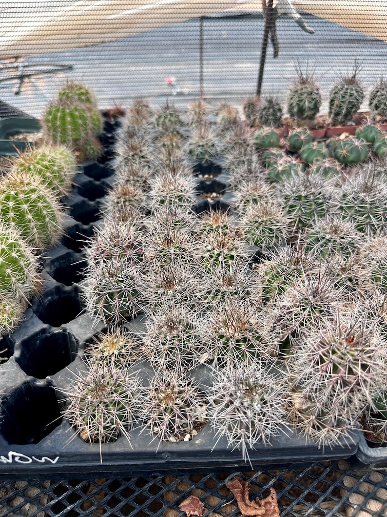 Puede incluir: Una colecci&oacute;n de peque&ntilde;os cactus verdes y redondos dispuestos en una bandeja de vivero de pl&aacute;stico negro. Cada cactus presenta una densa cobertura de espinas afiladas y claras. Las plantas var&iacute;an ligeramente en tama&ntilde;o y est&aacute;n.