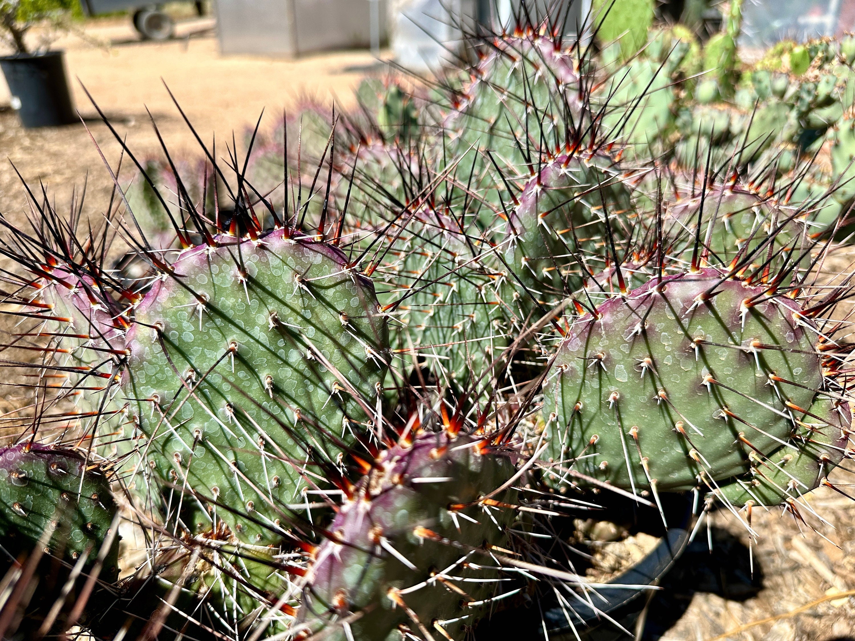 Opuntia X 'Dark Knight' Hybrid Fuchsia Flowers Prickly Pear Cold Hardy Abundant Intense Blooms Resilient Cold Weather Cacti Paddle Cactus