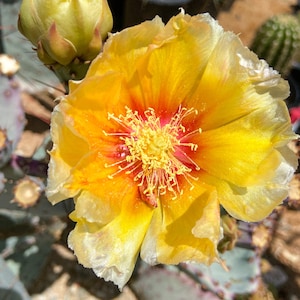 Prickly Pear Hybrid Blue Coral Purple Crested Monstrose Violet New Growth Opuntia Pad Cuttings Opuntia Macrocentra image 4