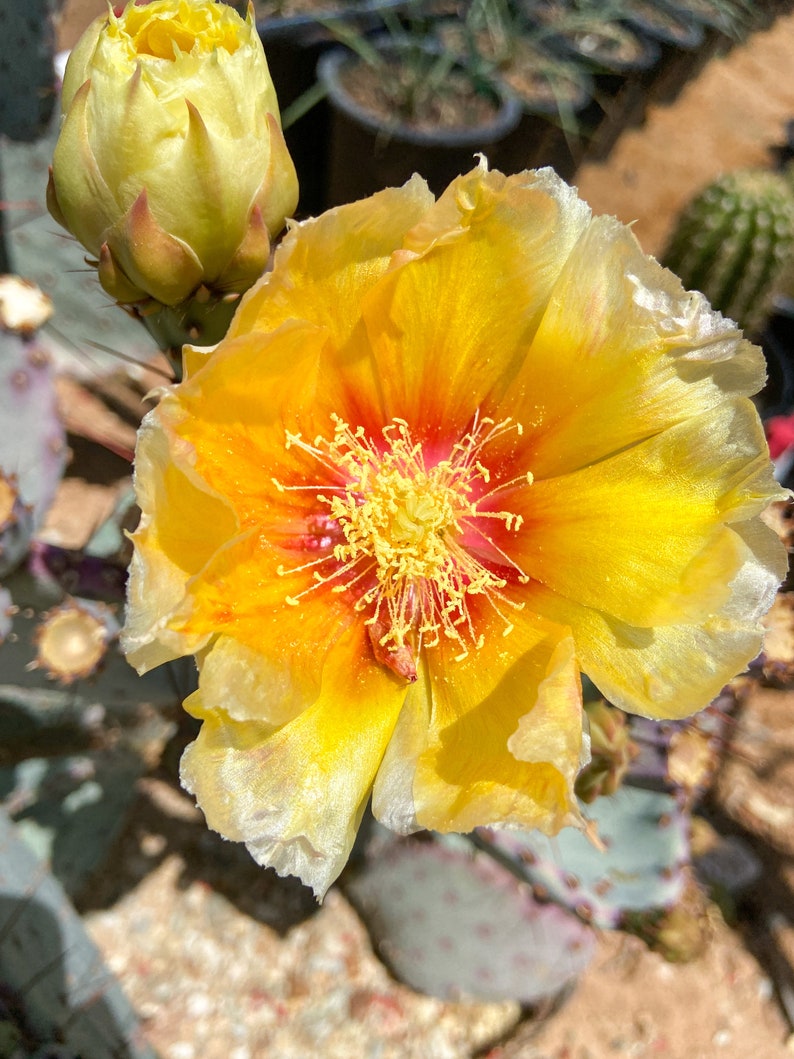 Prickly Pear Hybrid Blue Coral Purple Crested Monstrose Violet New Growth Opuntia Pad Cuttings Opuntia Macrocentra image 4