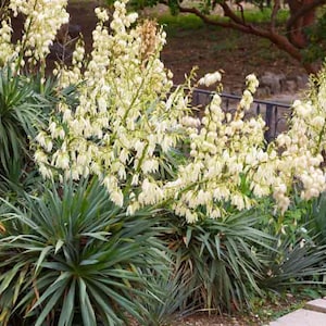 Yucca Filamentosa Plant: Adam’s Needle, Cold Hardy, Ivory Flowers