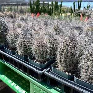 Puede incluir: Una colecci&oacute;n de peque&ntilde;os cactus cil&iacute;ndricos verdes plantados en macetas individuales de pl&aacute;stico negro. Cada cactus presenta una densa cobertura de espinas largas, afiladas y oscuras. Las macetas est&aacute;n dispuestas en filas en una bandeja.