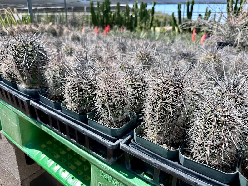 Puede incluir: Una colecci&oacute;n de peque&ntilde;os cactus cil&iacute;ndricos verdes plantados en macetas individuales de pl&aacute;stico negro. Cada cactus presenta una densa cobertura de espinas largas, afiladas y oscuras. Las macetas est&aacute;n dispuestas en filas en una bandeja.
