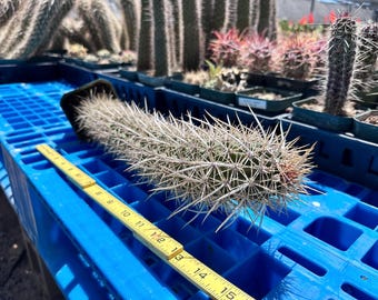 Creeping Devil Stenocereus Eruca — Rare Crawling Cactus, Ghostly