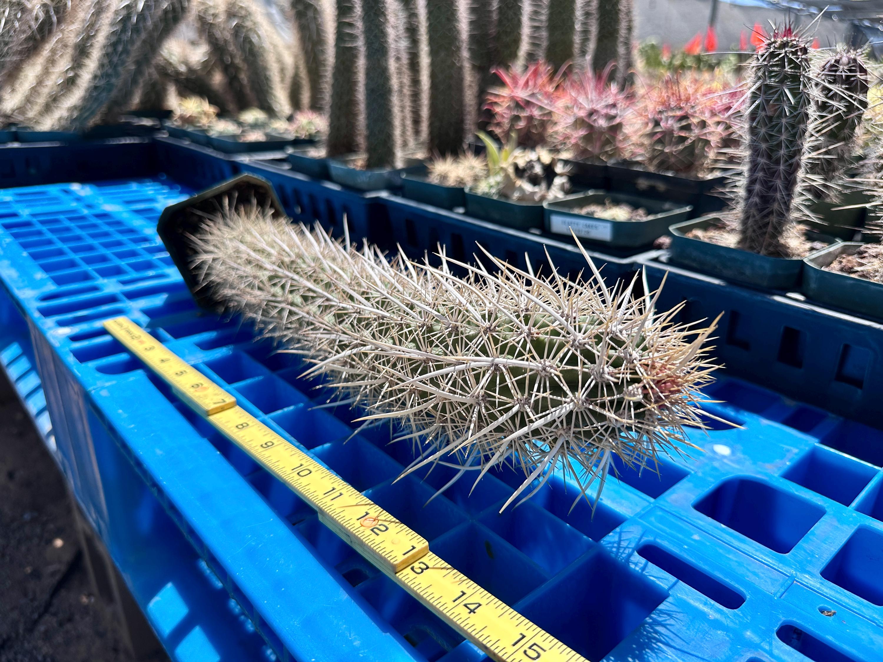 Creeping Devil Stenocereus Eruca — Rare Crawling Cactus, Ghostly
