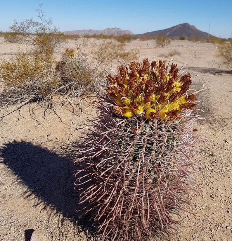 RARE Ferocactus Wislizeni var. Ajoensis Fish Hook Desert Barrel Candy Compass Barrel Cactus Orange Spring Flowers image 4