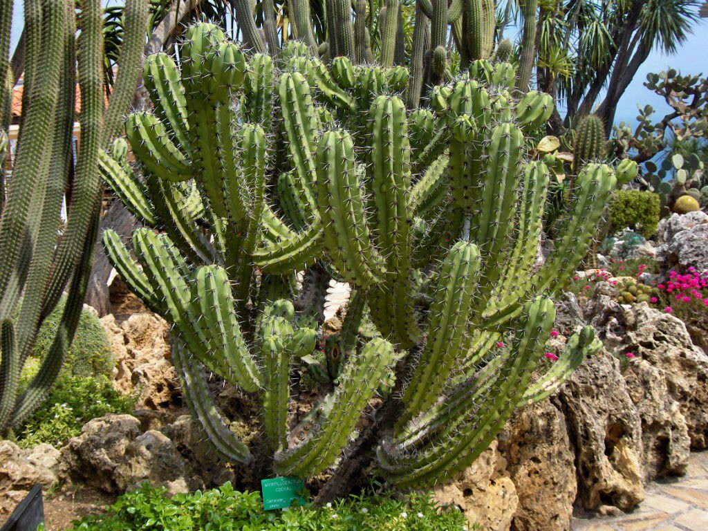 Myrtillocactus Cochal candelabra Cactus Cutting Neon Green Etsy