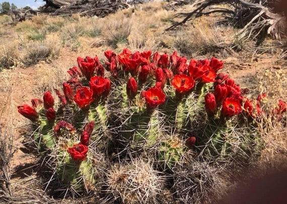 Scarlet Hedgehog Cactus Echinocereus Coccineus Cold Hardy Etsy