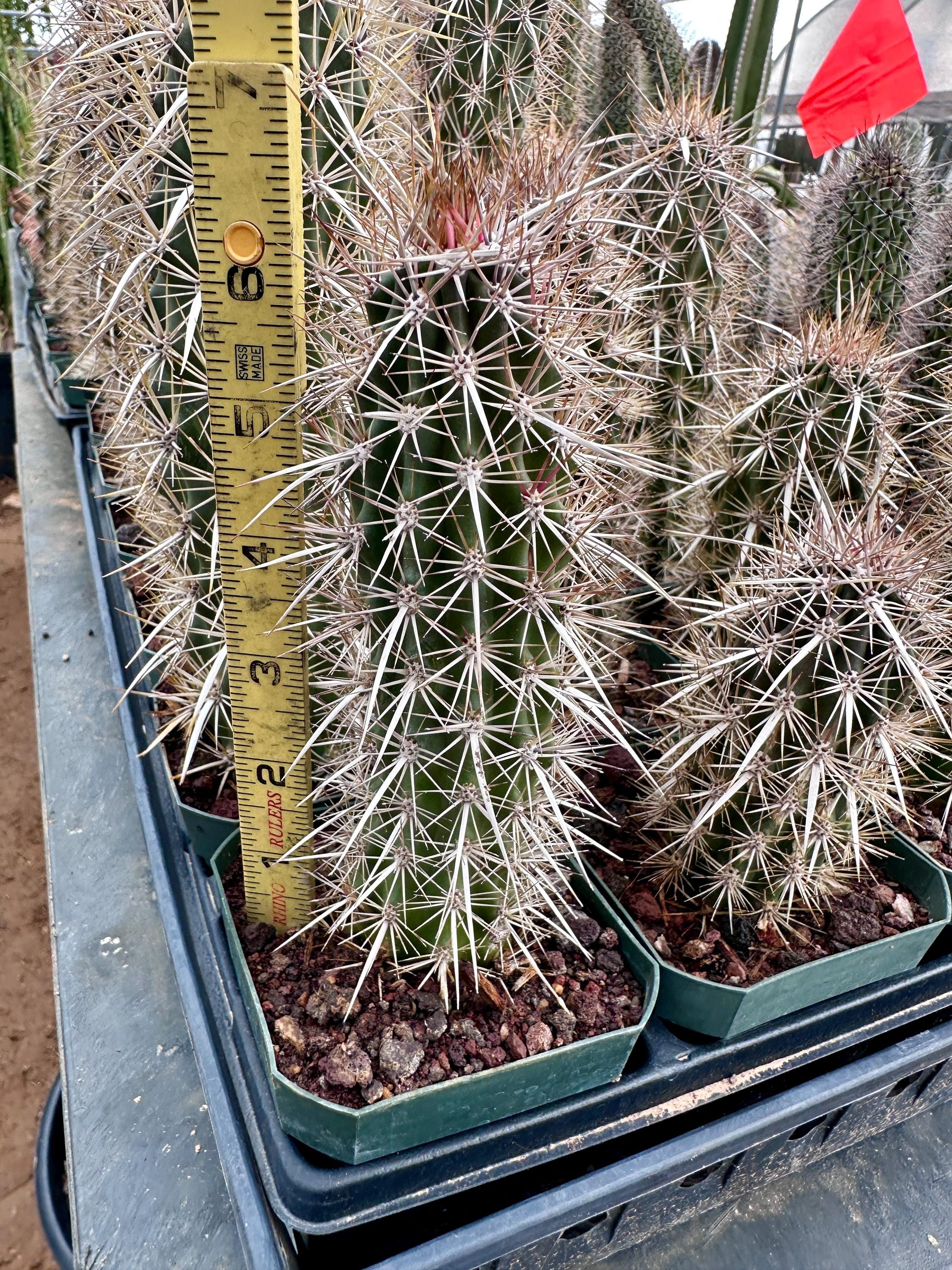 Stenocereus eruca - Wikipedia