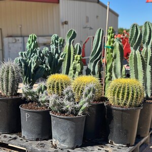 Puede incluir: Una colecci&oacute;n de varios cactus en macetas dispuestos sobre una paleta de pl&aacute;stico negro. El surtido incluye cactus barril dorados redondos, cactus columnares altos y cactus verdes crestados, todos plantados en macetas negras con tierra.