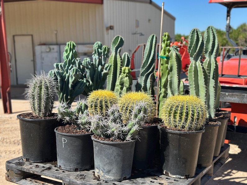 Puede incluir: Una colecci&oacute;n de varios cactus en macetas dispuestos sobre una paleta de pl&aacute;stico negro. El surtido incluye cactus barril dorados redondos, cactus columnares altos y cactus verdes crestados, todos plantados en macetas negras con tierra.