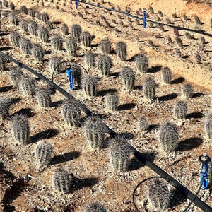 Puede incluir: Un campo con numerosos cactus verdes, redondos y espinosos, plantados en filas sobre suelo seco de color marr&oacute;n claro. Tuber&iacute;as de riego negras atraviesan el terreno, conectadas a varios aspersores verticales de color azul brillante.