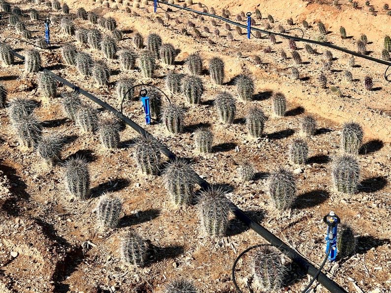 Puede incluir: Un campo con numerosos cactus verdes, redondos y espinosos, plantados en filas sobre suelo seco de color marr&oacute;n claro. Tuber&iacute;as de riego negras atraviesan el terreno, conectadas a varios aspersores verticales de color azul brillante.