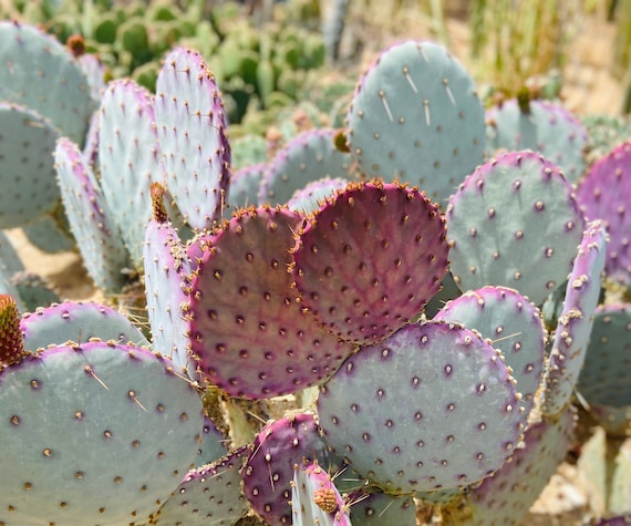 Violet Prickly Pear Pads: Opuntia Gosseliniana, Yellow Flowers - Etsy
