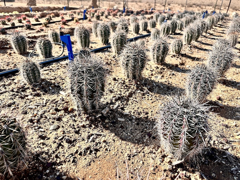 Puede incluir: Un campo de numerosos cactus de barril plantados en filas sobre suelo seco y arenoso. Cada cactus presenta un cuerpo cil&iacute;ndrico, verde y acanalado, cubierto de espinas afiladas de color claro. Una tuber&iacute;a de riego azul recorre el suelo.