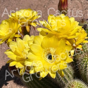 Trichocereus X &#39;Desert Gold&#39; Mark Dimmitt Hybrids Vibrant Cactus Seedlings for Sale Vibrant Cactus Flowers Plant