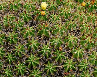 Ferocactus Robustus (Cluster Barrel) Cactus miniature en touffes, floraison jaune Cactus cultivé en graines Vert Corps Côtier Plante succulente