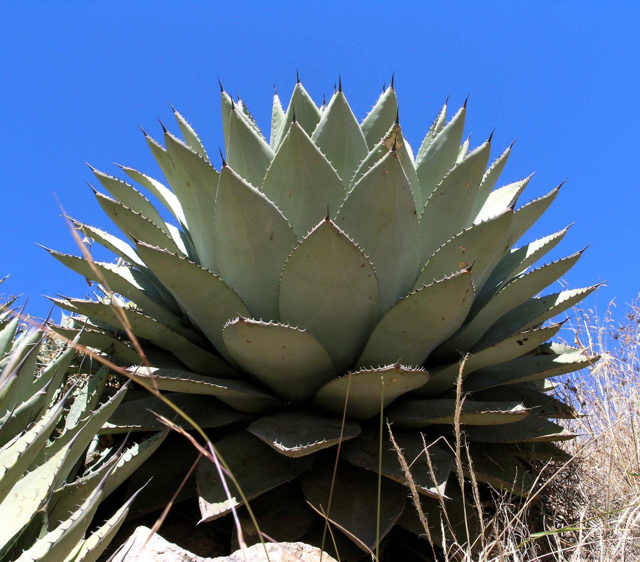 Agave Parryi Truncata - Etsy Agave Parryi Truncata - Etsy