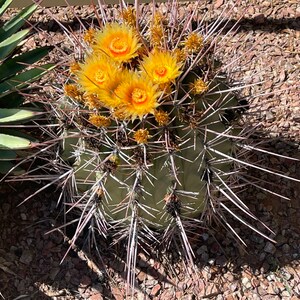 Ferocactus Emoryi ssp. Rectispinus Long Spined Barrel Cactus Red Straight Spines Baja Mexico Barrel Full Sun Drought Tolerant image 5