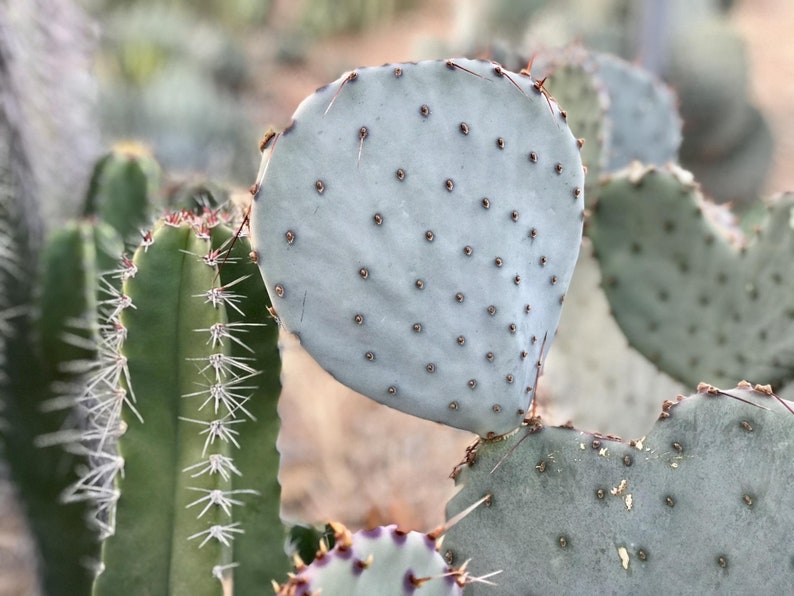 Prickly Pear Hybrid Blue Coral Purple Crested Monstrose Violet New Growth Opuntia Pad Cuttings Opuntia Macrocentra image 7