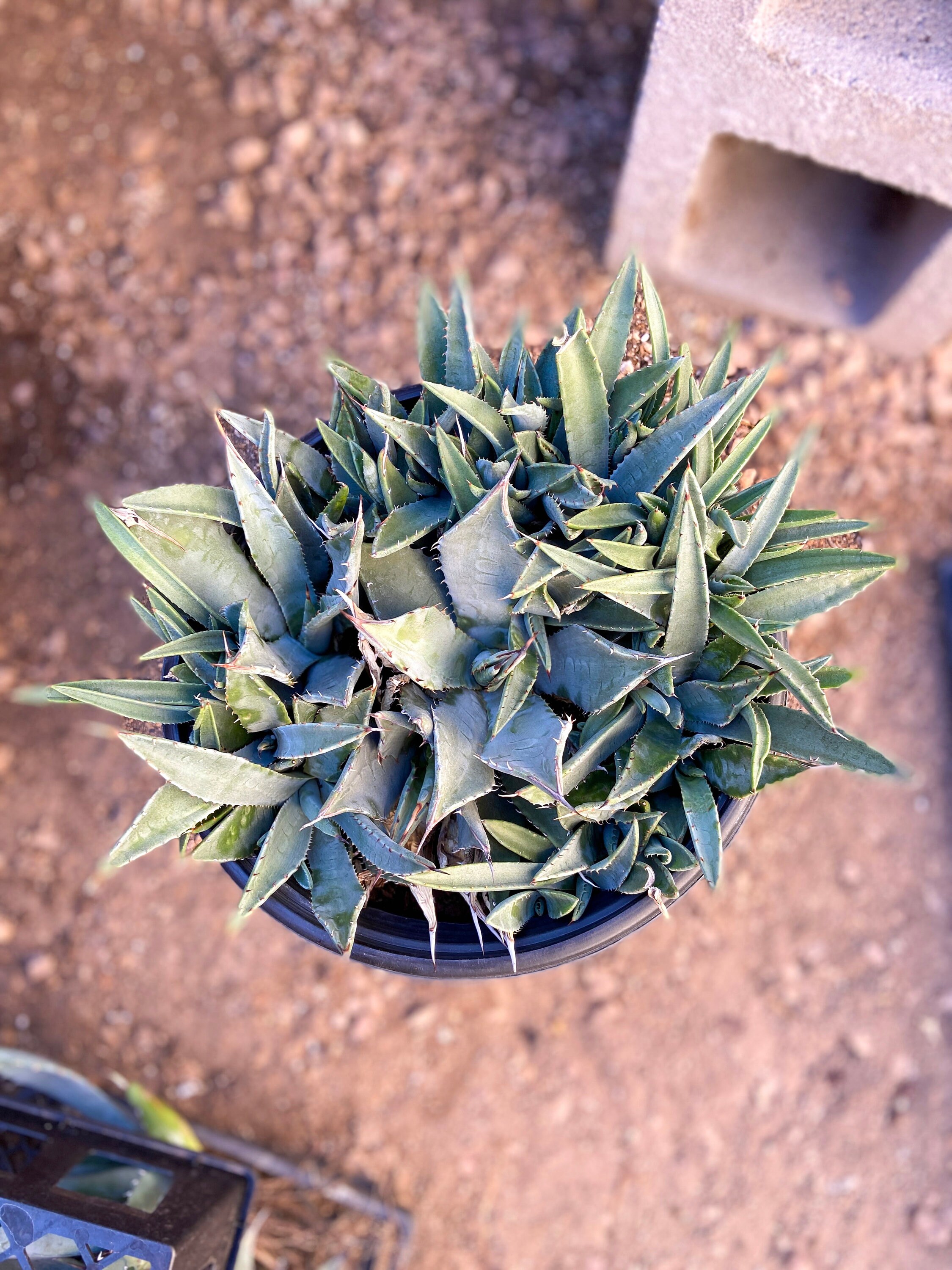 Cold Hardy Coues Agave: Parryi Ssp. Couesii - Deer Resistant 