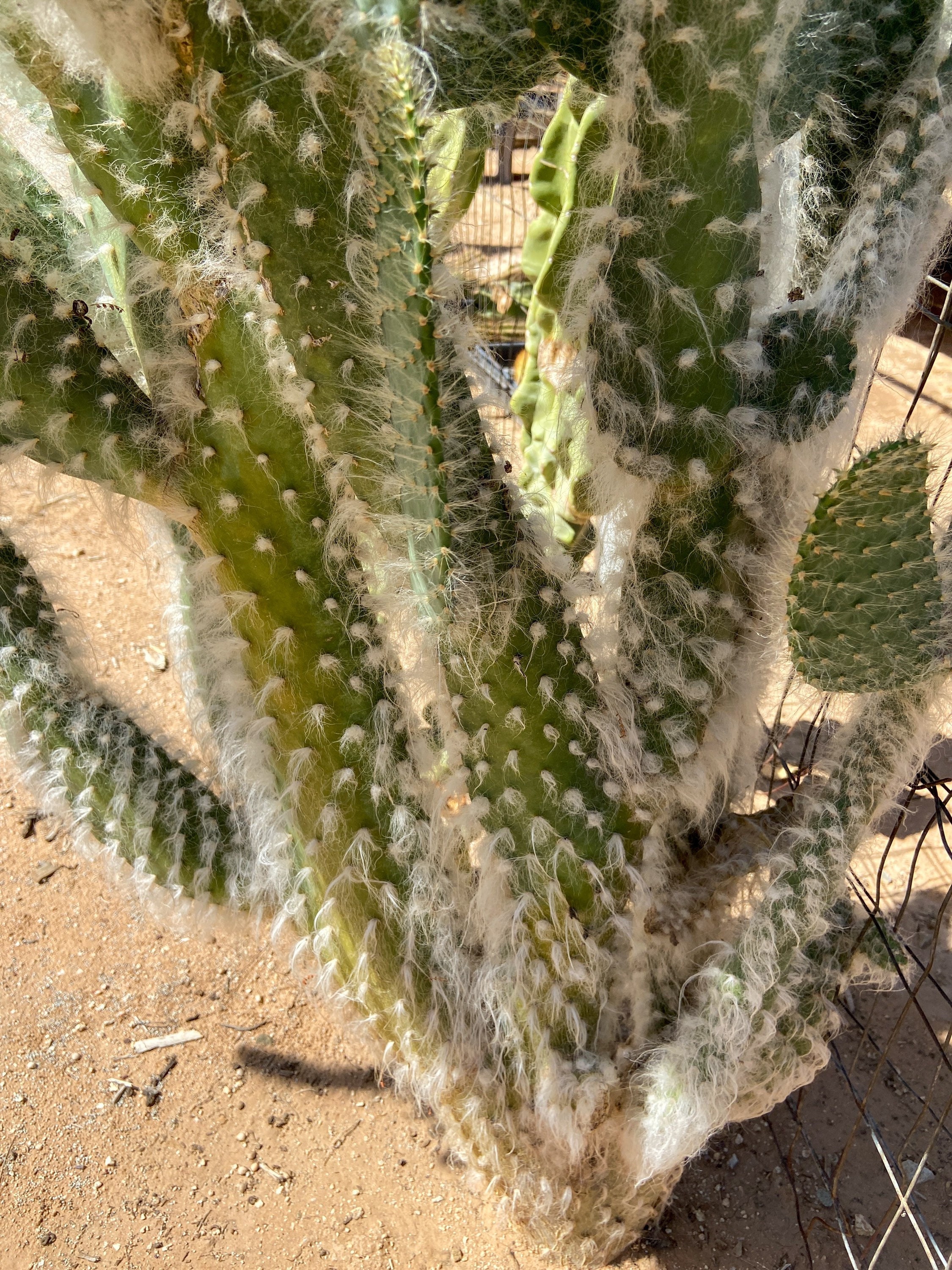 Opuntia Erinacea Ursine fuzzy Hair Snow Cactus Prickly Pear Etsy