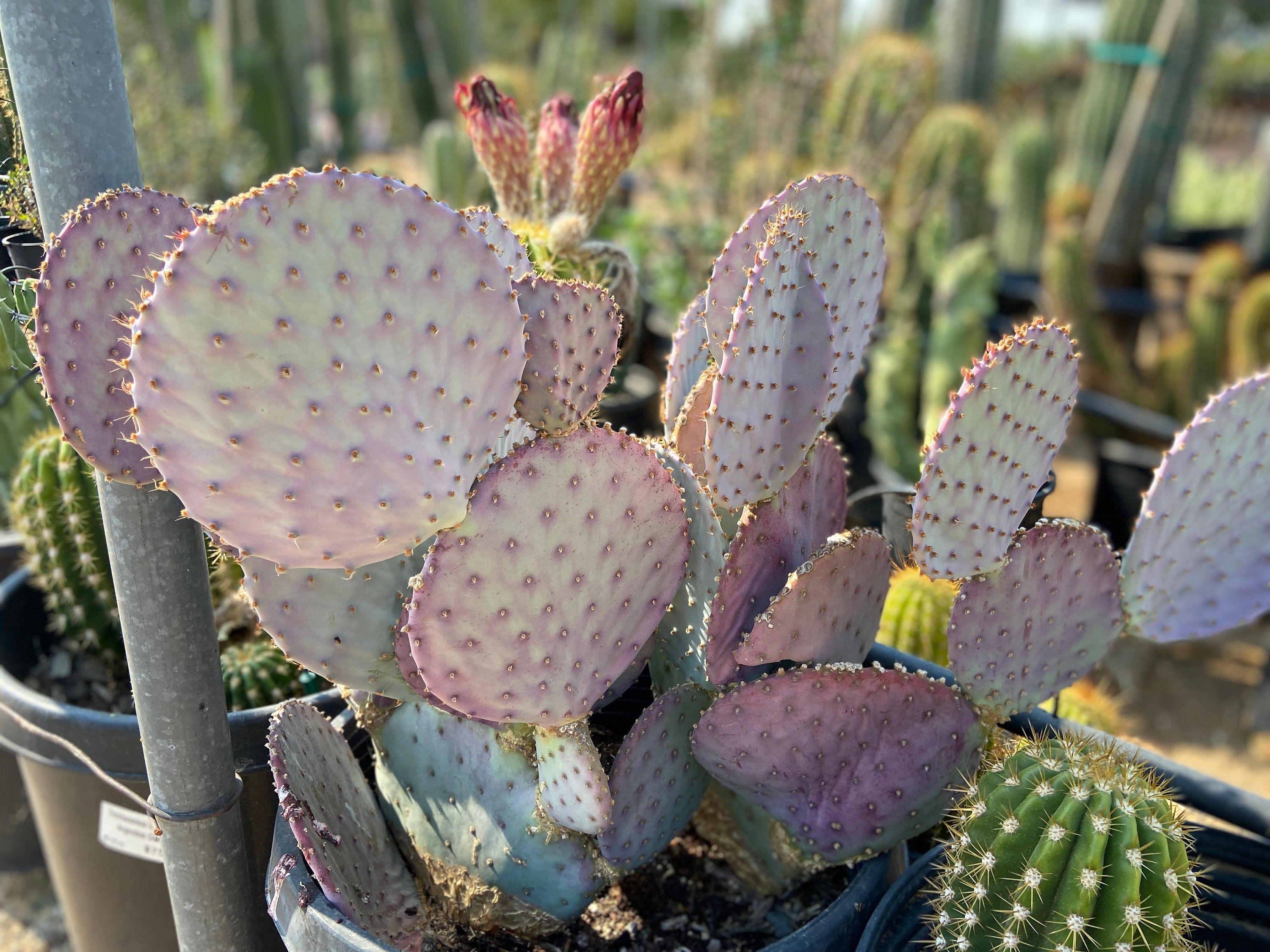 Lavender Prickly Pear Pad: Cold Hardy Desert Cactus Cutting