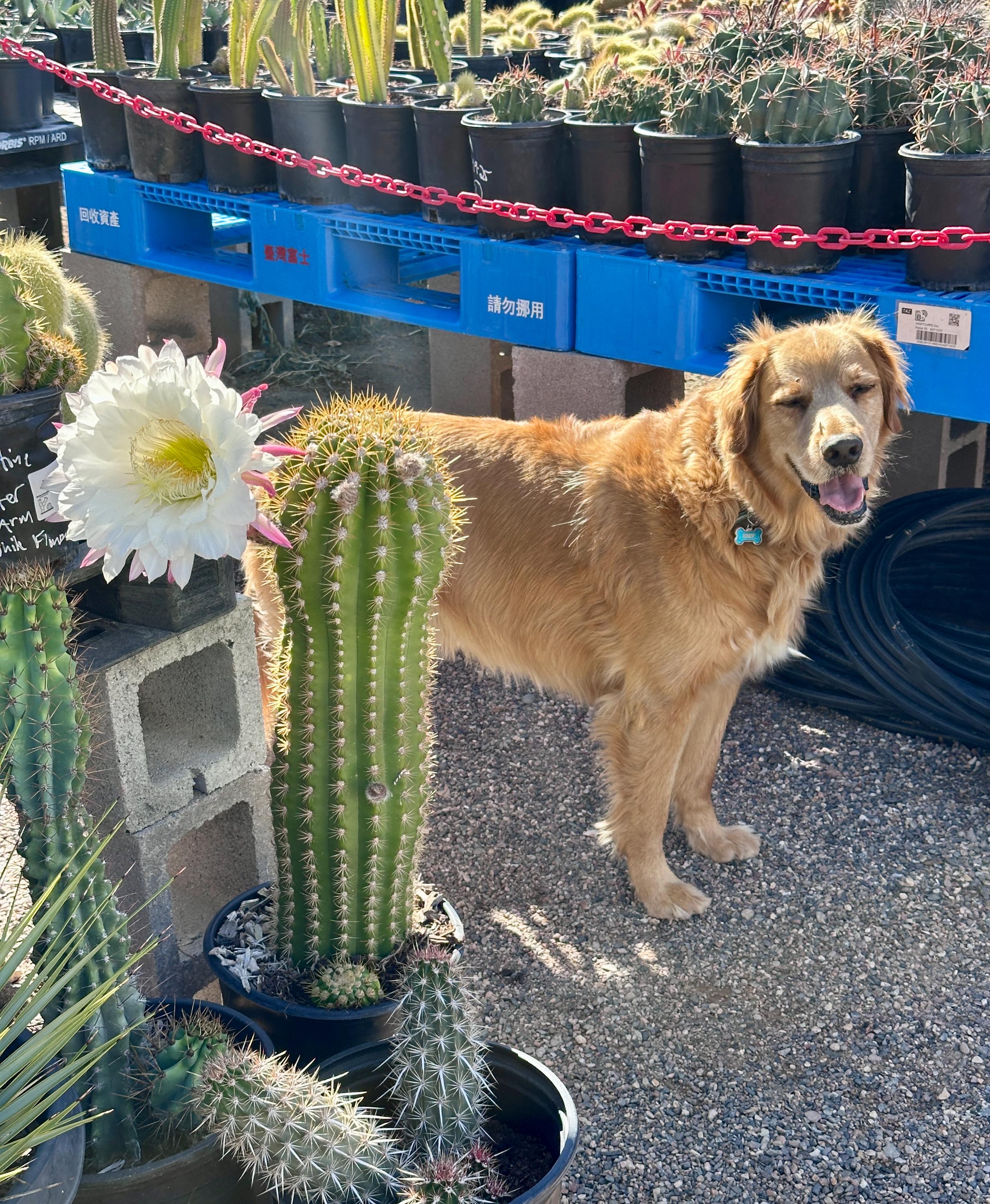 Echinopsis Terscheckii — South American Saguaro, Seed-grown, Fast