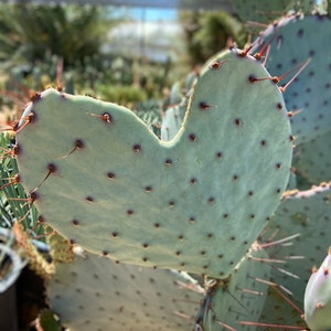 Prickly Pear Hybrid Blue Coral Purple Crested Monstrose Violet New Growth Opuntia Pad Cuttings Opuntia Macrocentra image 9