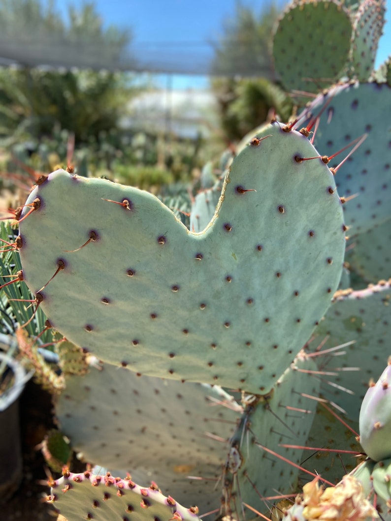 Prickly Pear Hybrid Blue Coral Purple Crested Monstrose Violet New Growth Opuntia Pad Cuttings Opuntia Macrocentra image 9