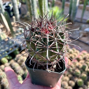 RARO Ferocactus Wislizeni var. Ajoensis Anzuelo Desierto Barril Caramelo Brújula Barril Cactus Naranja Flores de primavera 4" Container XL 5"+