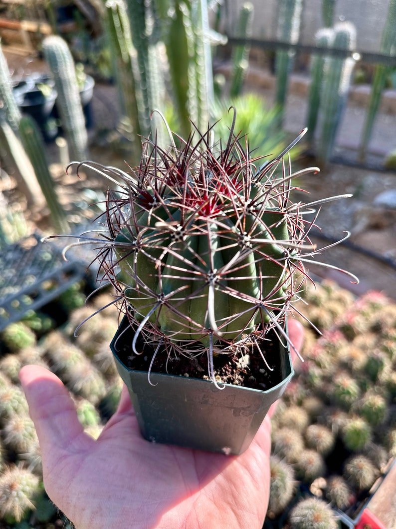 RARO Ferocactus Wislizeni var. Ajoensis Anzuelo Desierto Barril Caramelo Brújula Barril Cactus Naranja Flores de primavera 4" Container XL 5"+