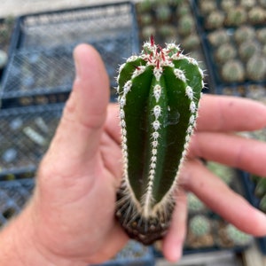 Pachycereus Marginatus Mexican Fence Post Cactus Seedling Grown Fencepost Succulent Patio Container Garden Cactus Collection image 3