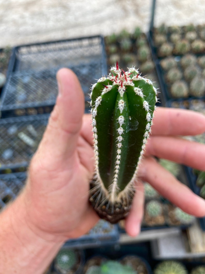 Pachycereus Marginatus Mexican Fence Post Cactus Seedling Grown Fencepost Succulent Patio Container Garden Cactus Collection image 3